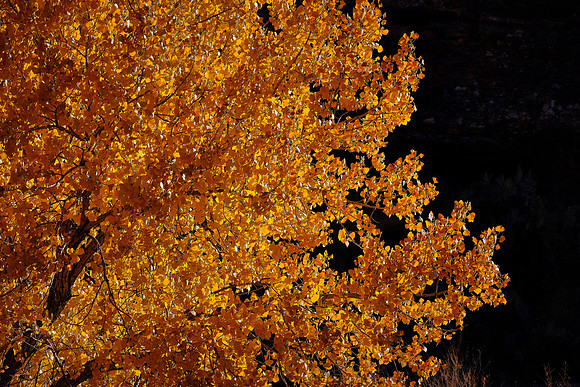 Cottonwood phreatophytes provide a colorful fall west of Cortez, Colorado.