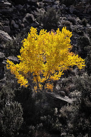 Cottonwood phreatophytes provide a colorful fall west of Cortez, Colorado.