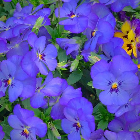 Spring flowers at the Pines, Davidson, NC