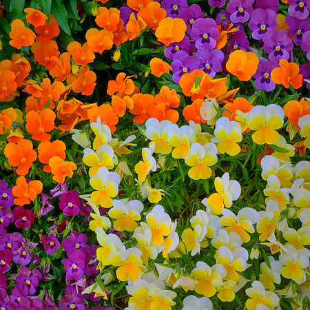 Spring flowers at the Pines, Davidson, NC