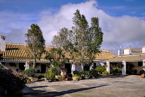 Along the way, we visited La Cobatilla, a bull farm, which has bred fighting bulls since the 19th century.