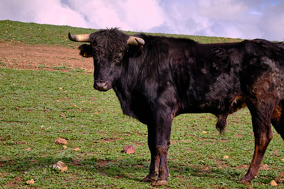 Approximately 60% of the population in Spain is opposed to bullfighting.