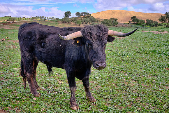 100% of the bulls are opposed to bullfighting; some parts of Spain have banned it outright.