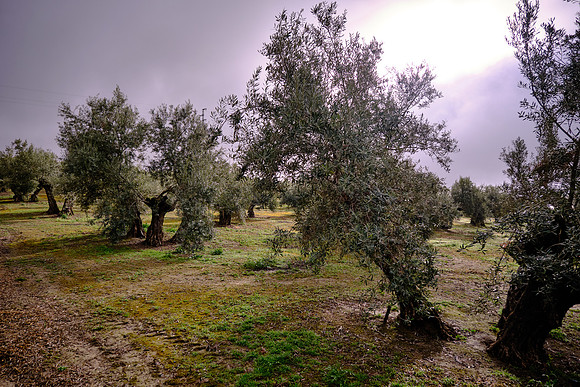 On our way to Úbeda, we stopped at an olive orchard and mill to sample some olives.