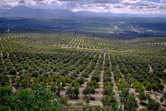 Úbeda is bordered on all sides by numerous olive groves that produce some of the world’s best olive oil.