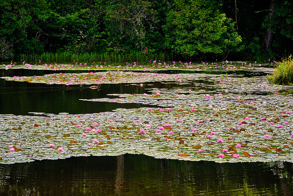 Ravenel Lake, Highlands Biological Station, Highlands, NC