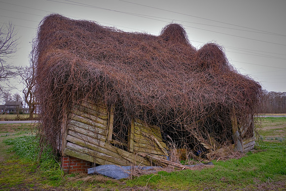 Rural Eastern North Carolina