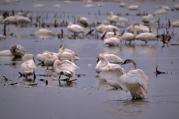 Tundra swans, Pungo Lake, North Carolina