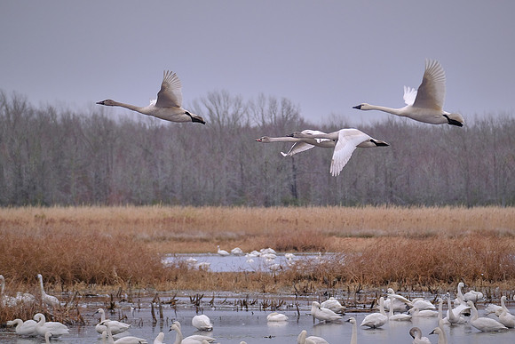 Tundra swans, Pungo Lake, North Carolina