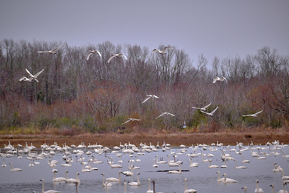 Tundra swans, Pungo Lake, North Carolina