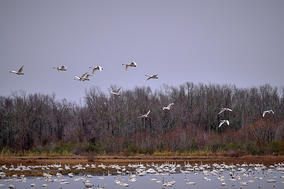 Tundra swans, Pungo Lake, North Carolina
