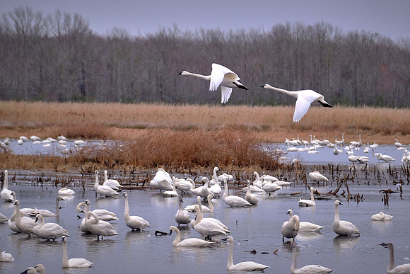 Tundra swans, Pungo Lake, North Carolina