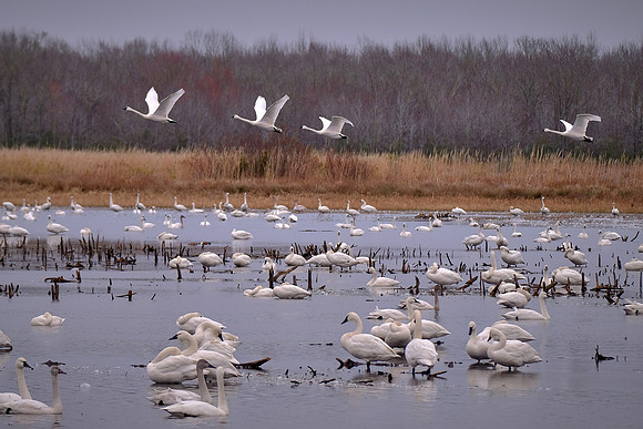 Tundra swans, Pungo Lake, North Carolina