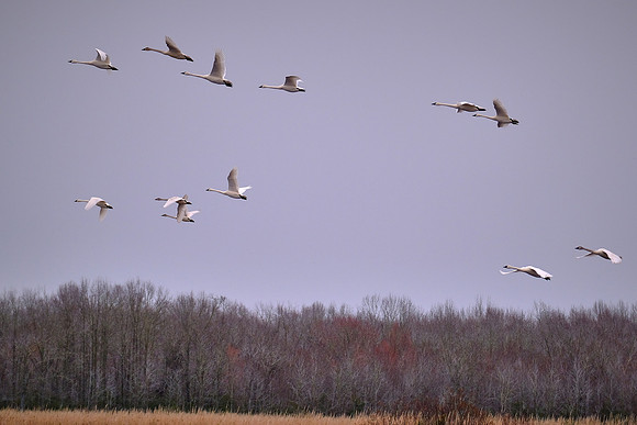 Tundra swans, Pungo Lake, North Carolina