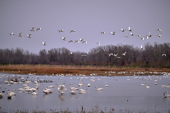Tundra swans, Pungo Lake, North Carolina