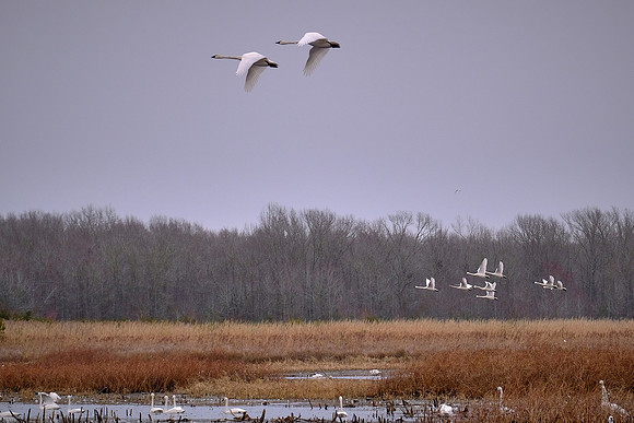 Tundra swans, Pungo Lake, North Carolina