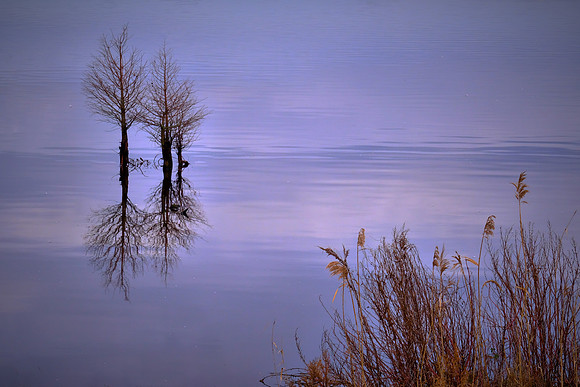 Pungo Lake, North Carolina