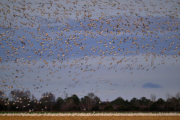 Tundra swans and snow geese, Pungo Lake, North Caolina
