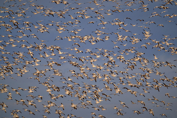Snow geese, Pungo Lake, North Caolina