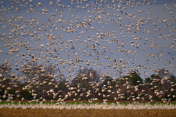 Tundra swans and snow geese, Pungo Lake, North Caolina