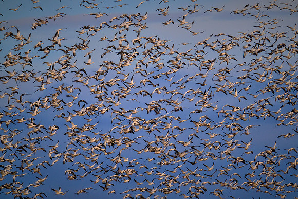 Snow geese, Pungo Lake, North Caolina