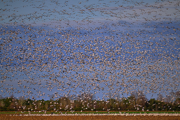 Tundra swans and snow geese, Pungo Lake, North Caolina