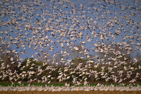 Tundra swans and snow geese, Pungo Lake, North Caolina