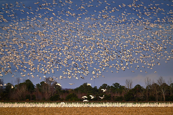 Tundra swans and snow geese, Pungo Lake, North Caolina