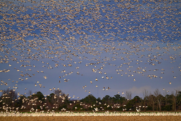 Tundra swans and snow geese, Pungo Lake, North Caolina