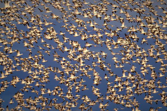 Snow geese, Pungo Lake, North Caolina