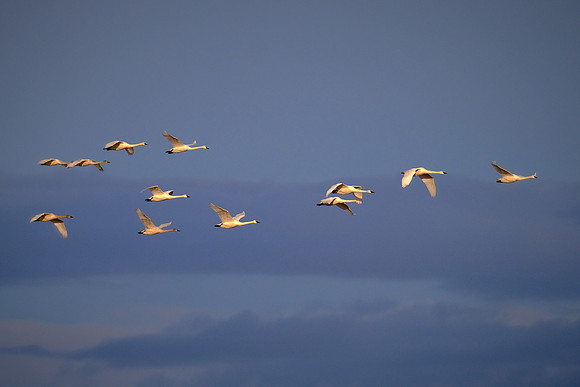 Tundra swans, Pungo Lake, North Caolina