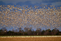 2020 Jan - Outer Banks & Pungo Lake, NC