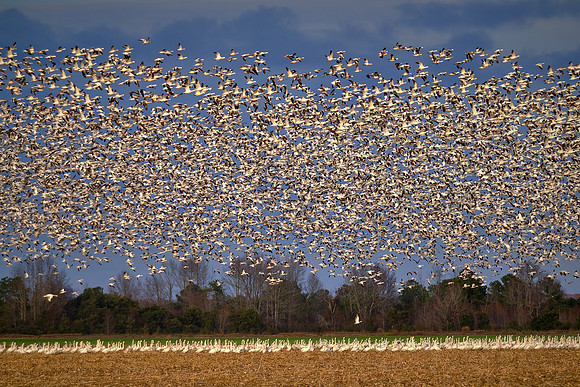 Tundra swans and snow geese, Pungo Lake, North Caolina
