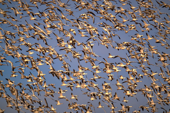 Snow geese, Pungo Lake, North Caolina