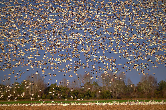 Tundra swans and snow geese, Pungo Lake, North Caolina