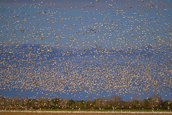 Tundra swans and snow geese, Pungo Lake, North Caolina