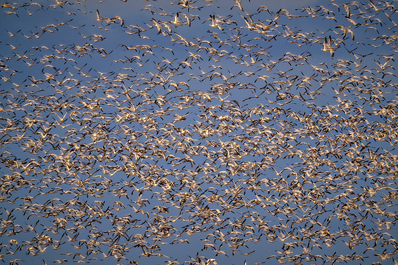 Snow geese, Pungo Lake, North Caolina