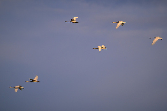 Tundra swans, Pungo Lake, North Caolina