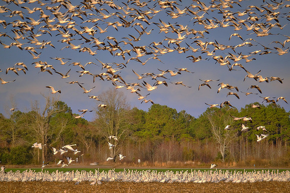 Tundra swans and snow geese, Pungo Lake, North Caolina
