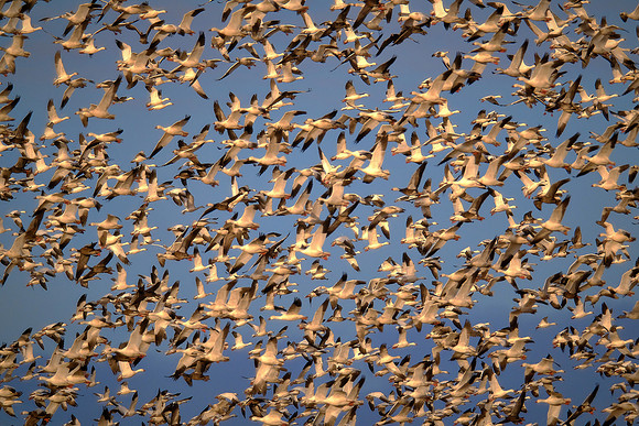 Snow geese, Pungo Lake, North Caolina