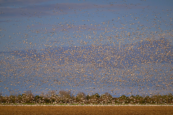 Tundra swans and snow geese, Pungo Lake, North Caolina