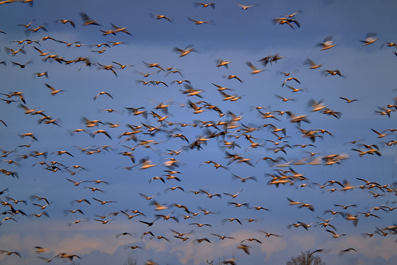 Snow geese, Pungo Lake, North Caolina