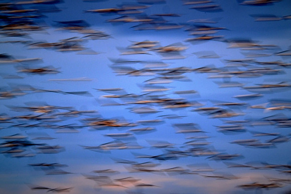 Snow geese, Pungo Lake, North Caolina