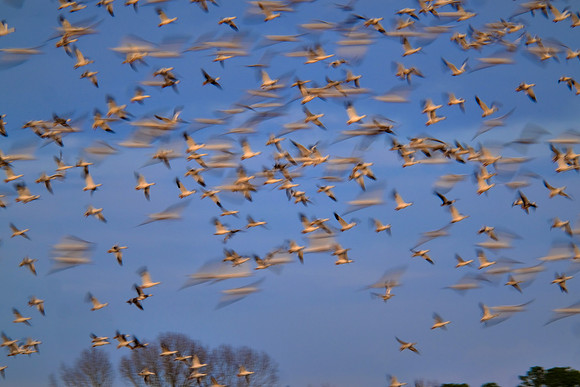 Snow geese, Pungo Lake, North Caolina