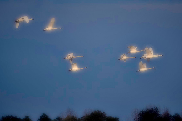 Tundra swans, Pungo Lake, North Caolina