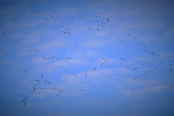 Snow geese, Pungo Lake, North Caolina