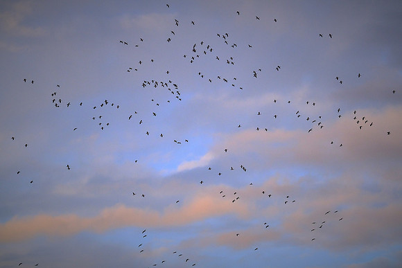 Snow geese, Pungo Lake, North Caolina