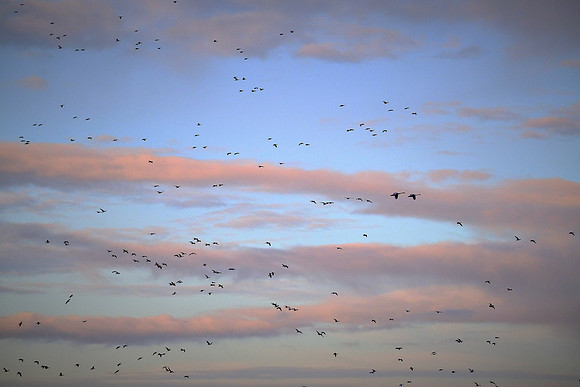 Snow geese, Pungo Lake, North Caolina