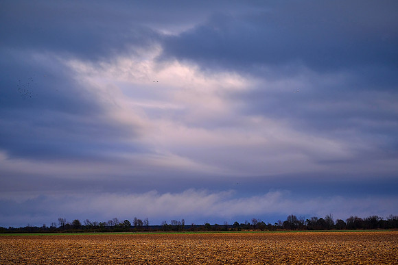 Snow geese, Pungo Lake, North Caolina