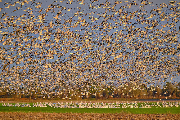Tundra swans and snow geese, Pungo Lake, North Caolina